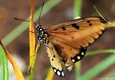 Un fluture (Acraea terpsicore) cu aripi lignicolore