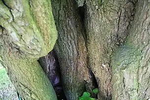 Rădăcinile adventive(detaliu din interiorul trunchiului)