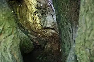 Interiorul trunchiului