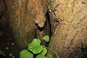 Rădăcinile adventive (detaliu din interiorul trunchiului)