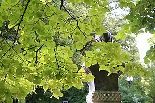 Teiul la doi ani după tratament (detaliu) (mai 2016)