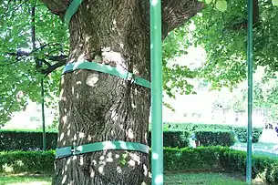 Suporturile metalice ale arborelui