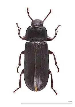 Molețul (Tenebrio molitor)