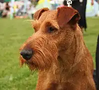 Terrier irlandez