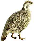 Cocoș de zăpadă caucazian(Tetraogallus caucasicus)