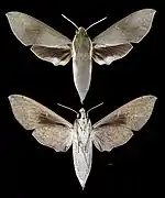 Theretra indistincta