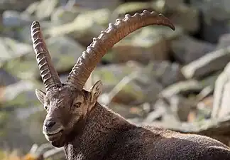 Capra&nbsp;alpină(Capra&nbsp;ibex)