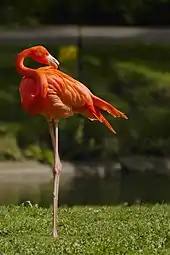Flamingo american