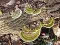 Trametes gibbosa