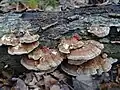 Trametes ochracea sin. Trametes zonata