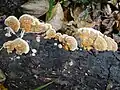 Trametes ochracea