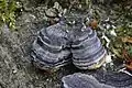 Trametes versicolor