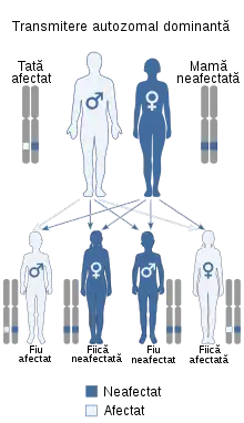 Transmiterea dominant autozomală, imagine preluată