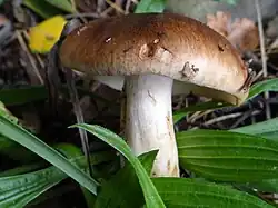 !!Tricholoma pessundatum!!