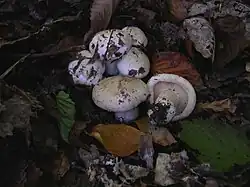 !Tricholoma acerbum!