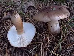 !!Tricholoma albobrunneum sin. Tricholoma striatum!!