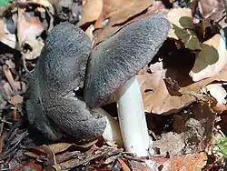 Tricholoma atrosquamosum