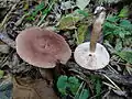!!Tricholoma batschii!!