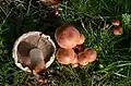 !Tricholoma fulvum!