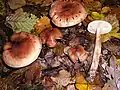 !Tricholoma fulvum!