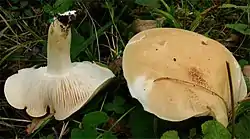 !Tricholoma lascivum!