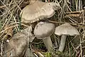 !!Tricholoma myomyces!! 69290