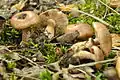 Tricholoma populinum