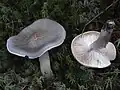 Tricholoma portentosum