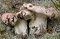 !!Tricholoma roseoacerbum!!