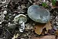 Tricholoma saponaceum