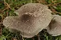 Tricholoma scalpturatum