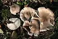 Tricholoma argyraceum sin. scalpturatum