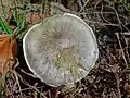 !Tricholoma sciodes!