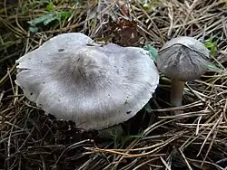 !!Tricholoma sciodes!!