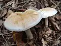 !Tricholoma stiparophyllum!