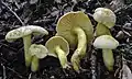 !!Tricholoma sulphureum!!