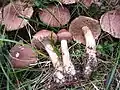 !Tricholoma vaccinum!