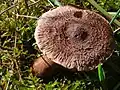 !Tricholoma vaccinum!
