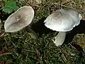 !!Tricholoma virgatum!!