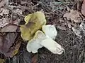 !Tricholoma viridifucatum!