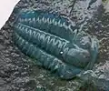 Trilobit, cu o lungime de 1,5 cm