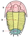 Tagmele trilobiților  1 - cefalon; 2 - torace; 3 - pigidiu