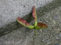 Un grup neobișnuită de trei samare de paltin de munte (Acer pseudoplatanus. (În mod obișnuit sunt în perechi)