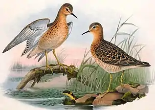 Fluierarul cu piept gălbui (Calidris subruficollis ) are fața, gâtlejul și pieptul de culoarea bubalină sau ocru