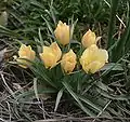 Tulipa linifolia
