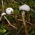 Tulostoma brumale
