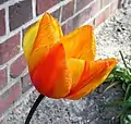 Tulipa