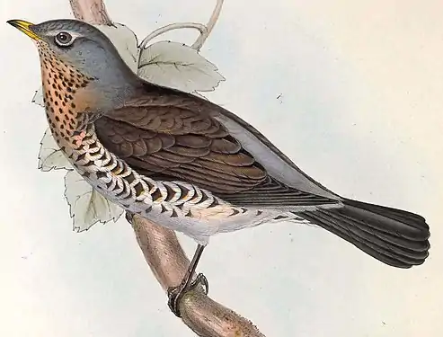 Cocoșarul după John Gould