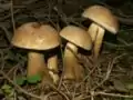 !Tylopilus felleus!