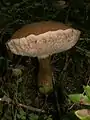 !Tylopilus felleus!